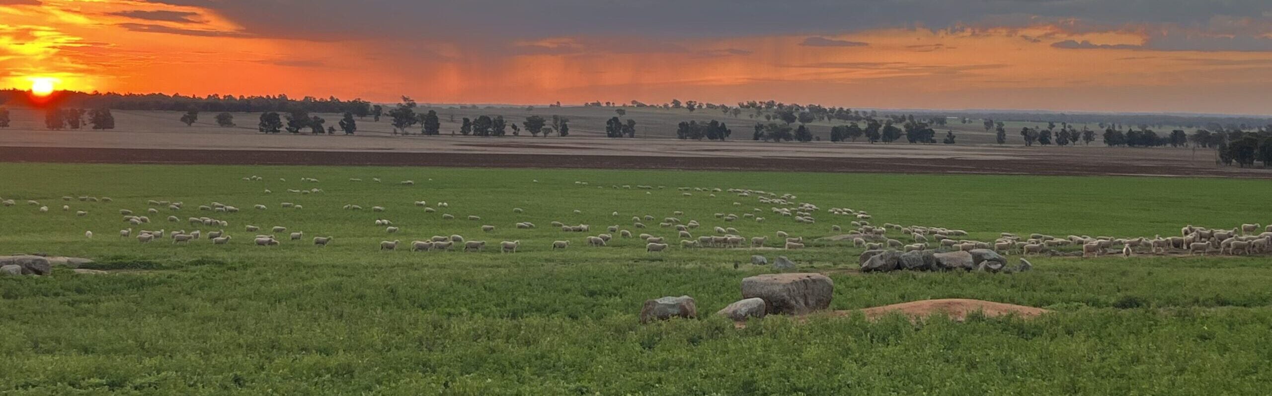 Sheep in a lucerne paddock